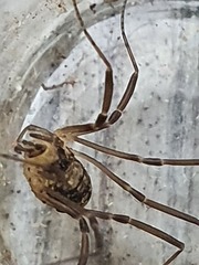 Dicranopalpus larvatus