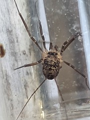 Dicranopalpus larvatus