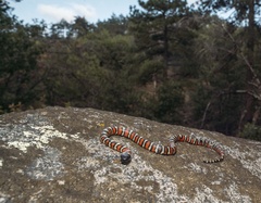 Lampropeltis multifasciata