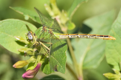 Erpetogomphus crotalinus