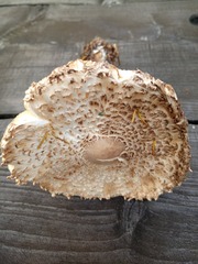 Leucoagaricus nympharum