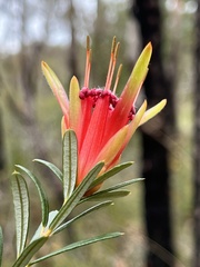 Lambertia formosa