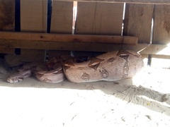 Boa constrictor