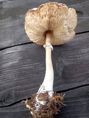 Leucoagaricus nympharum