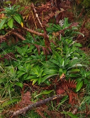 Euphorbia stygiana