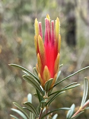 Lambertia formosa