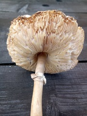 Leucoagaricus nympharum