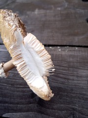 Leucoagaricus nympharum