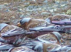 Leucosticte tephrocotis tephrocotis