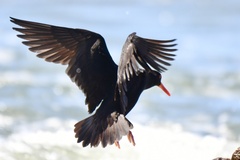 Haematopus fuliginosus