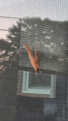 Pyrgocorypha uncinata