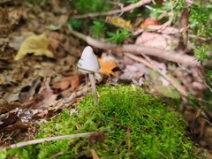 Mycena maculata