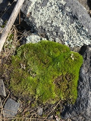 Claopodium rostratum