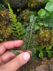 Asplenium adiantum-nigrum