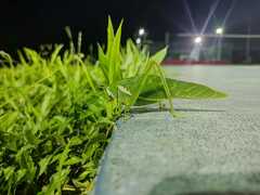 Philophyllia guttulata