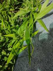 Philophyllia guttulata