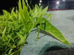 Philophyllia guttulata