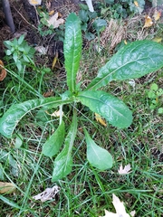 Lactuca virosa