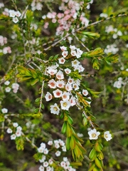 Thryptomene calycina