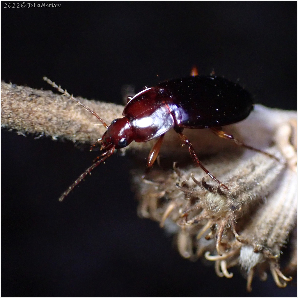 Red-collared Harp Ground Beetle