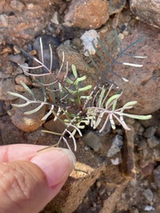 Sibara angelorum