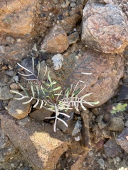 Sibara angelorum