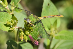 Erpetogomphus crotalinus