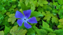 Vinca major