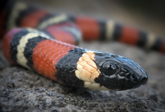 Lampropeltis multifasciata