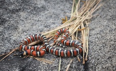 Lampropeltis multifasciata