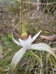 Caladenia venusta