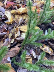 Lycopodium