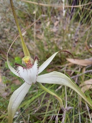 Caladenia venusta