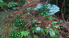 Hypoestes phyllostachya