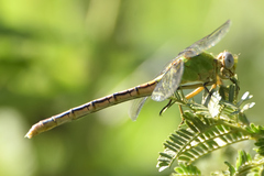 Erpetogomphus crotalinus