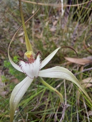 Caladenia venusta