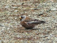 Leucosticte tephrocotis littoralis