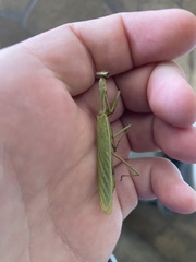 Mantidae