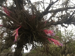 Tillandsia tenuifolia