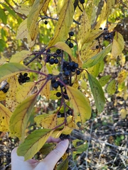 Rhamneae