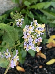 Symphyotrichum cordifolium