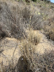 Stephanomeria virgata