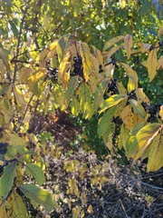 Rhamneae