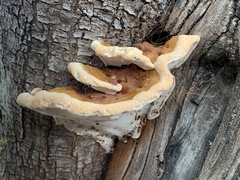 Ganoderma polychromum