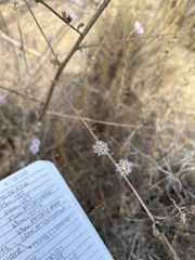 Stephanomeria virgata