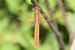 Libellula saturata