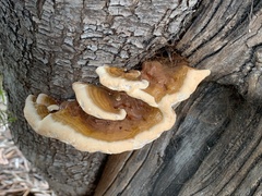 Ganoderma polychromum