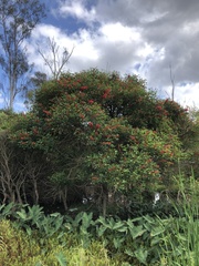 Erythrina crista-galli