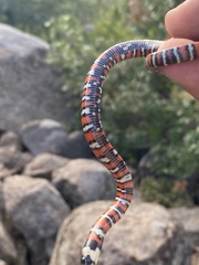 Lampropeltis multifasciata