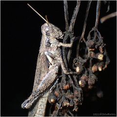 Melanoplus cinereus
